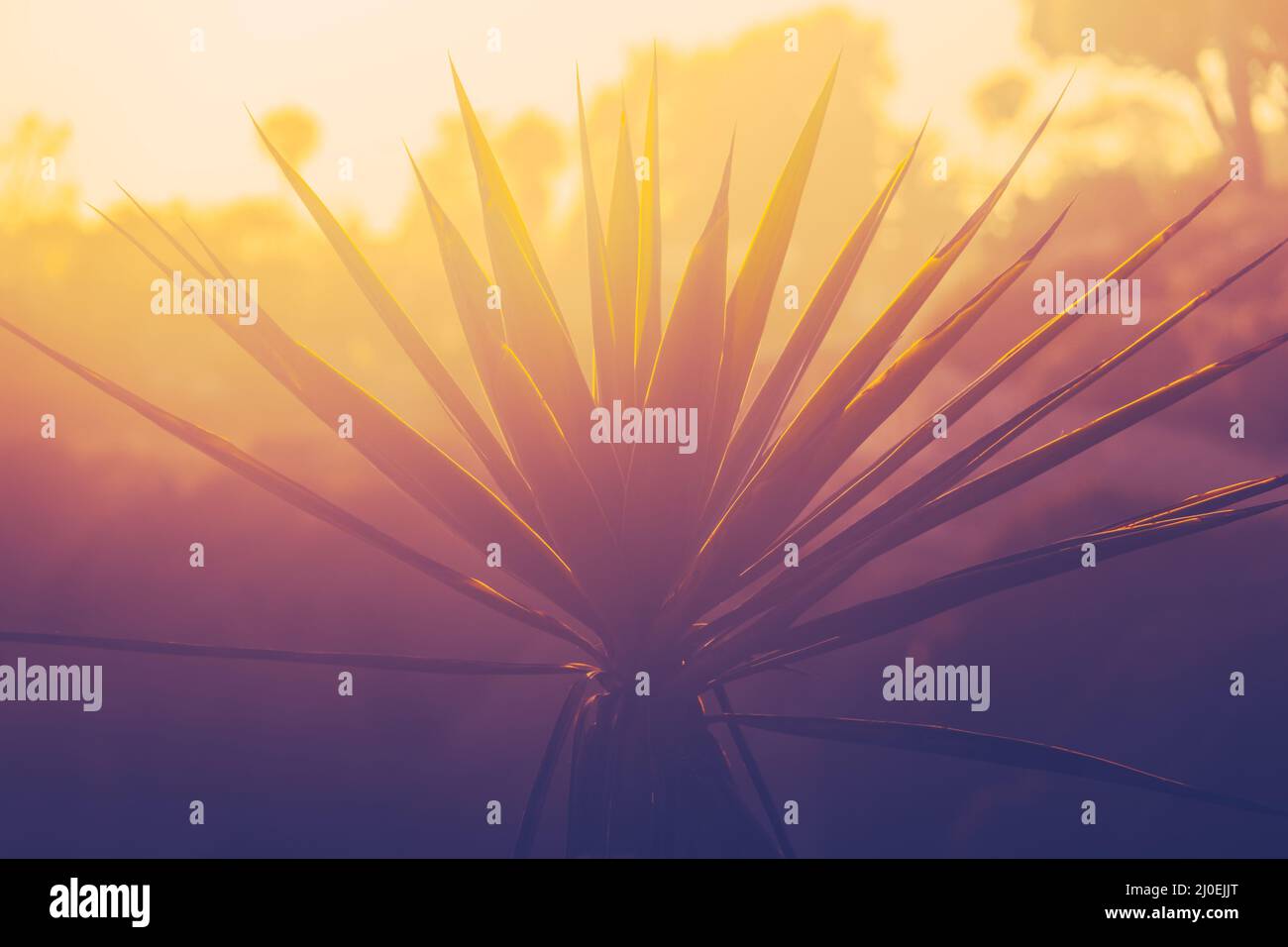 Sunset Beach Palm Tree Stock Photo - Alamy