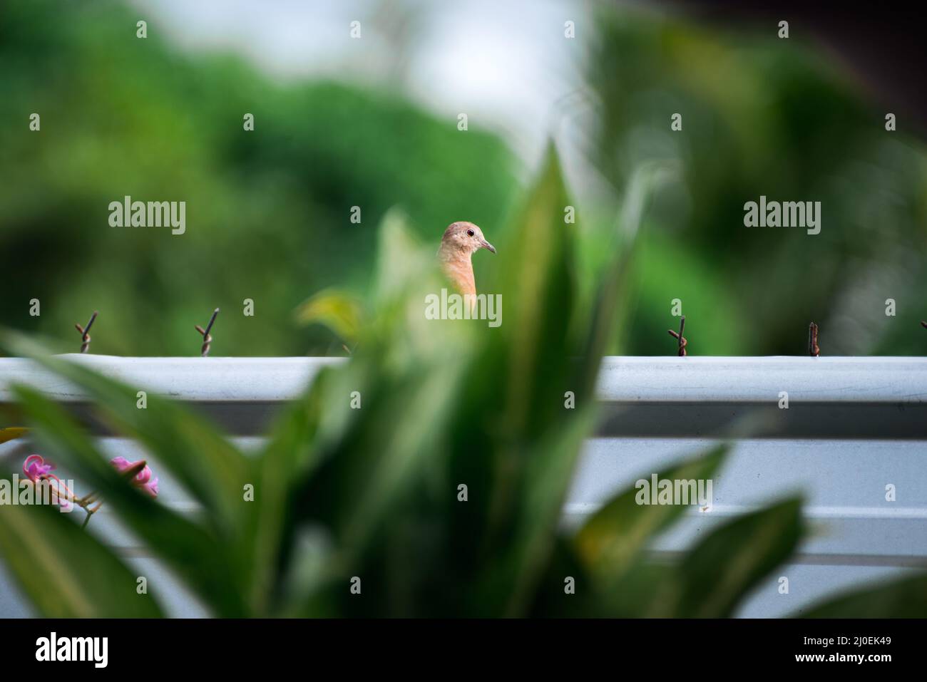 Dove hidden behind leaves Stock Photo