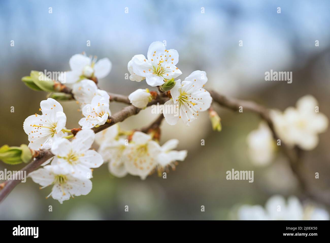 Flowers plums Stock Photo