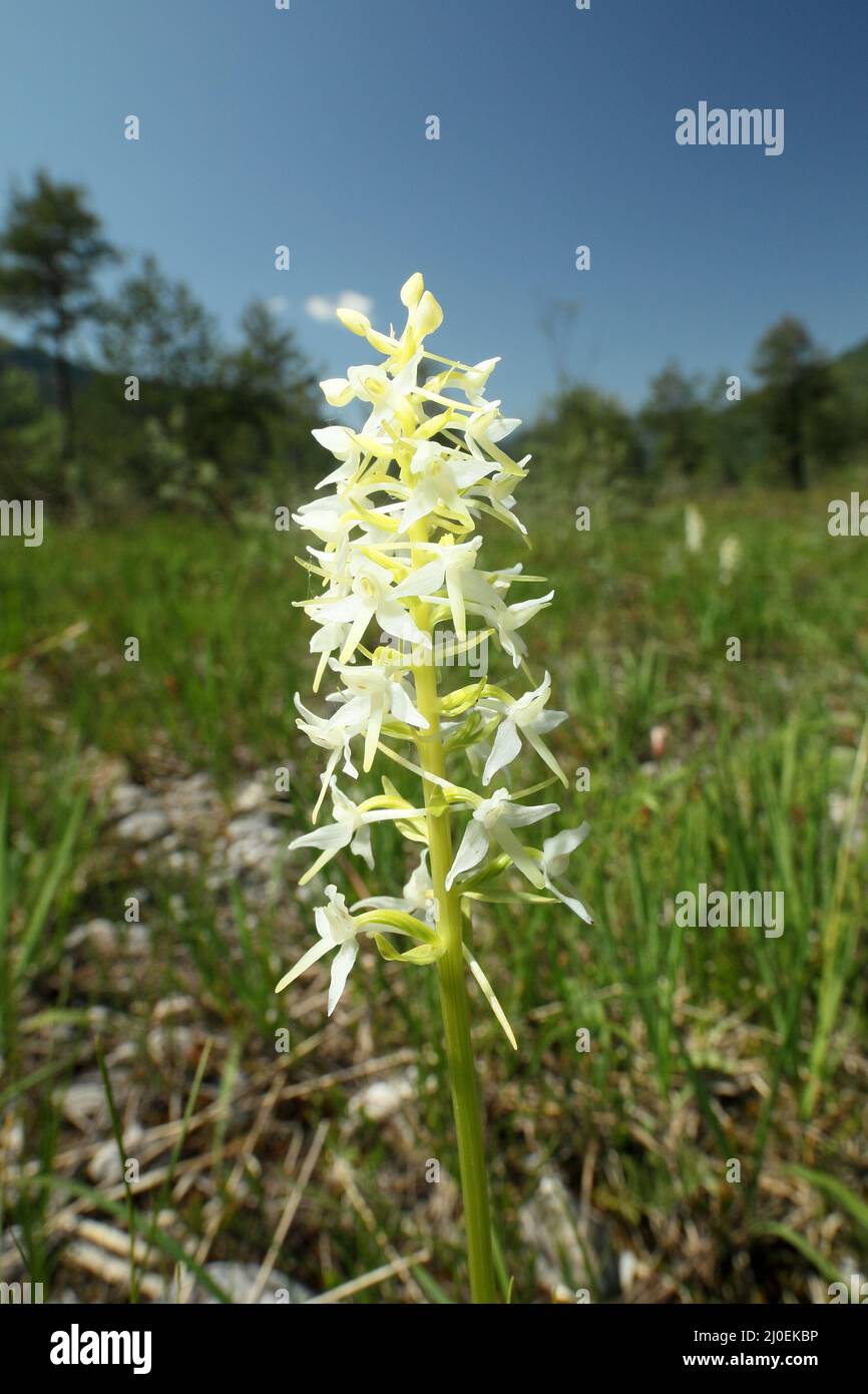 White orchid in nature Stock Photo