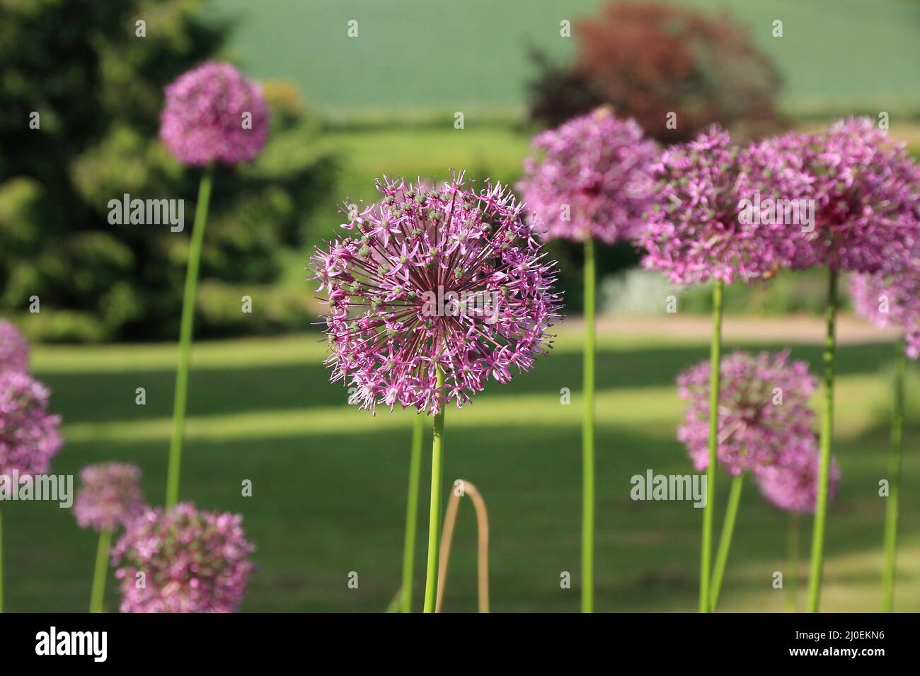 Ornamental onion plants Stock Photo Alamy