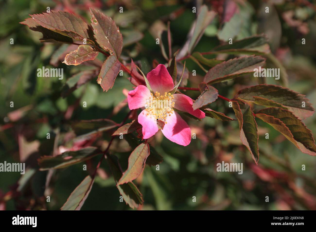 Flowering red Dogrose Stock Photo