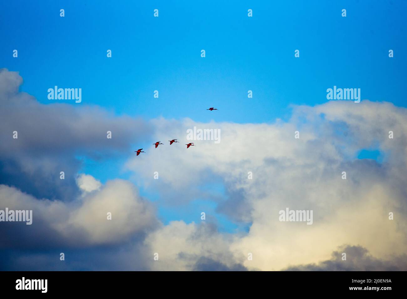Birds flying in cloudy day hi-res stock photography and images - Alamy