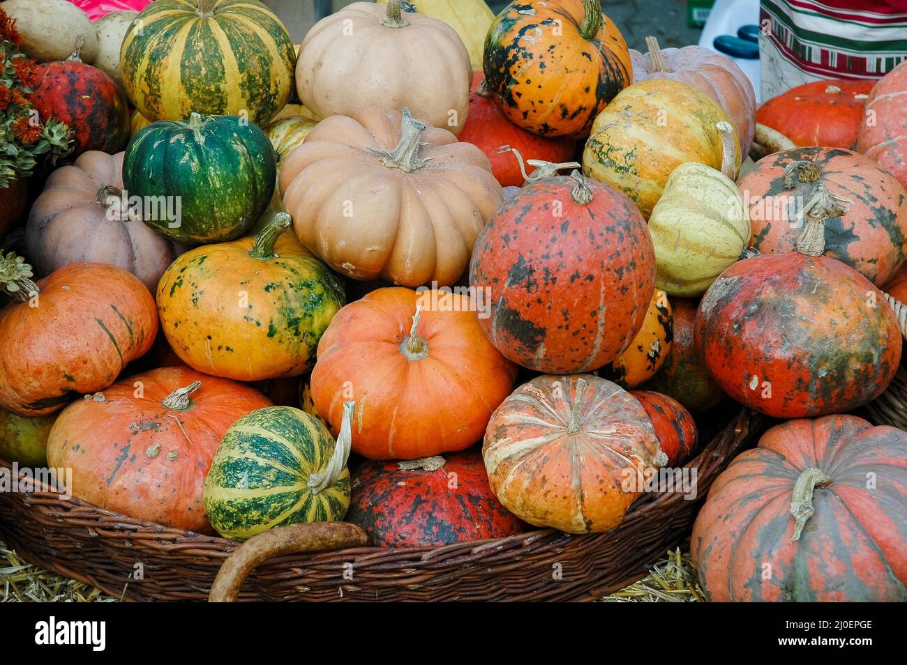 Pile of freshly harvested pumpkins Stock Photo - Alamy