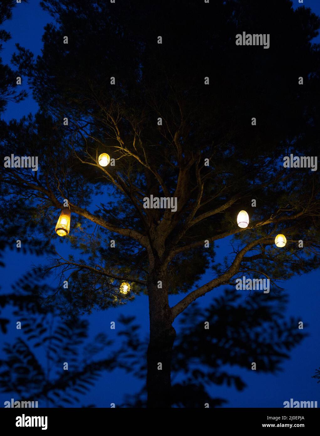 Lights in tree Stock Photo Alamy
