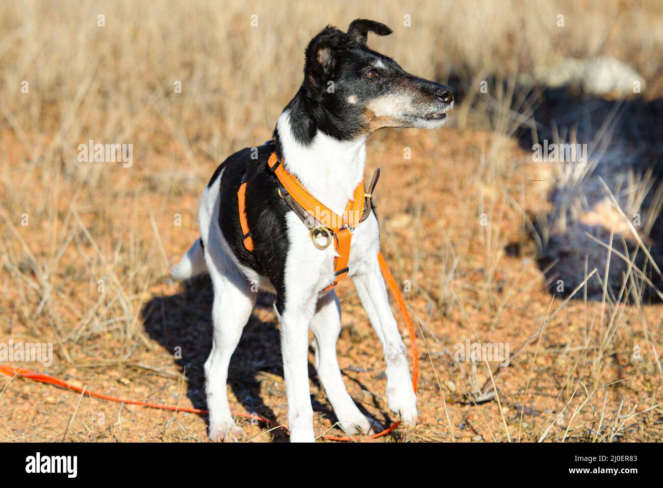 Parson Russel Terrier Stock Photo