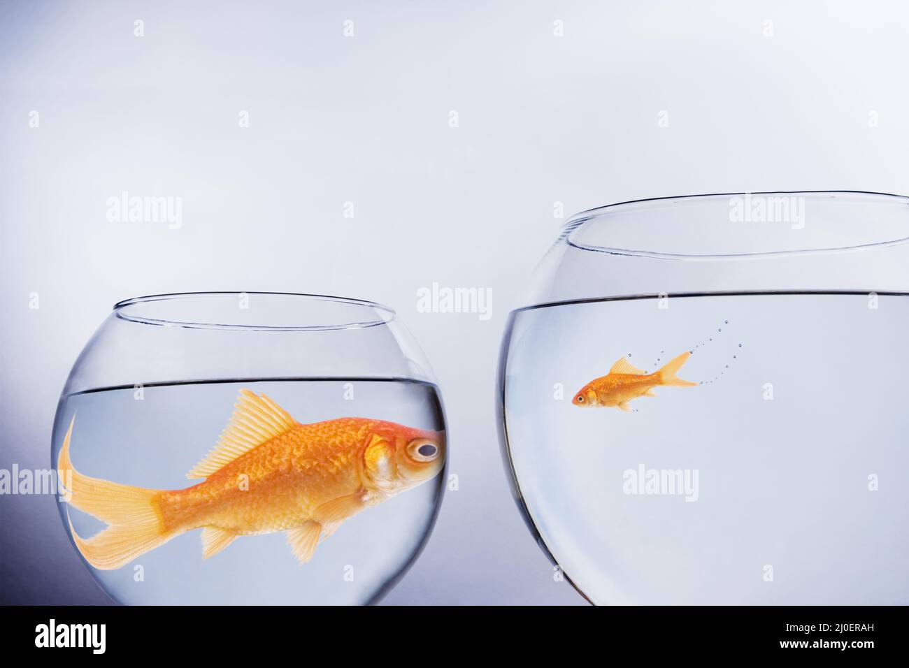 Large and small goldfish, in contrasting size bowls, face to face themes of scale contrasts overgrow Stock Photo
