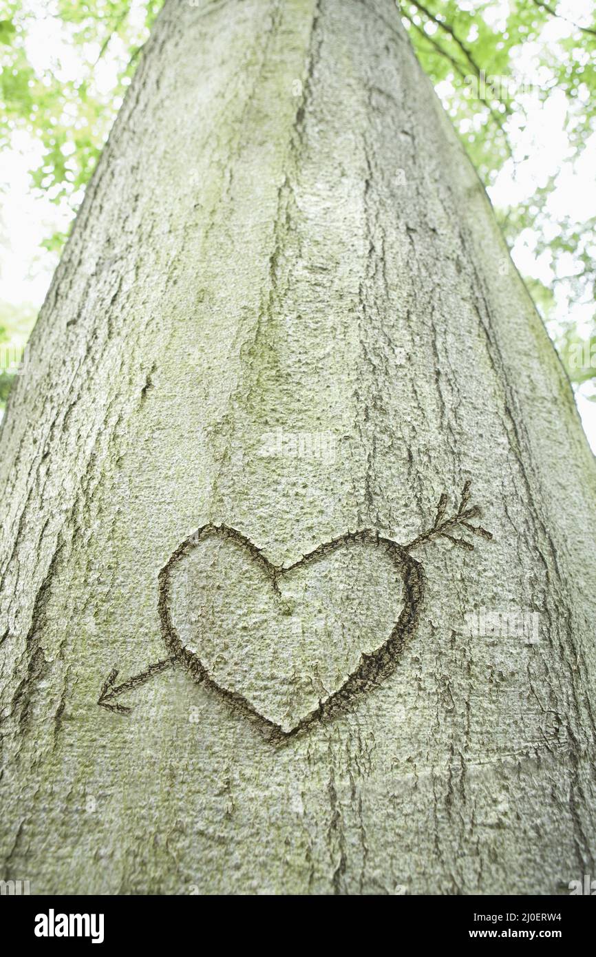 Close-up of an arrow and heart shape carved into the bark of a tree Stock Photo