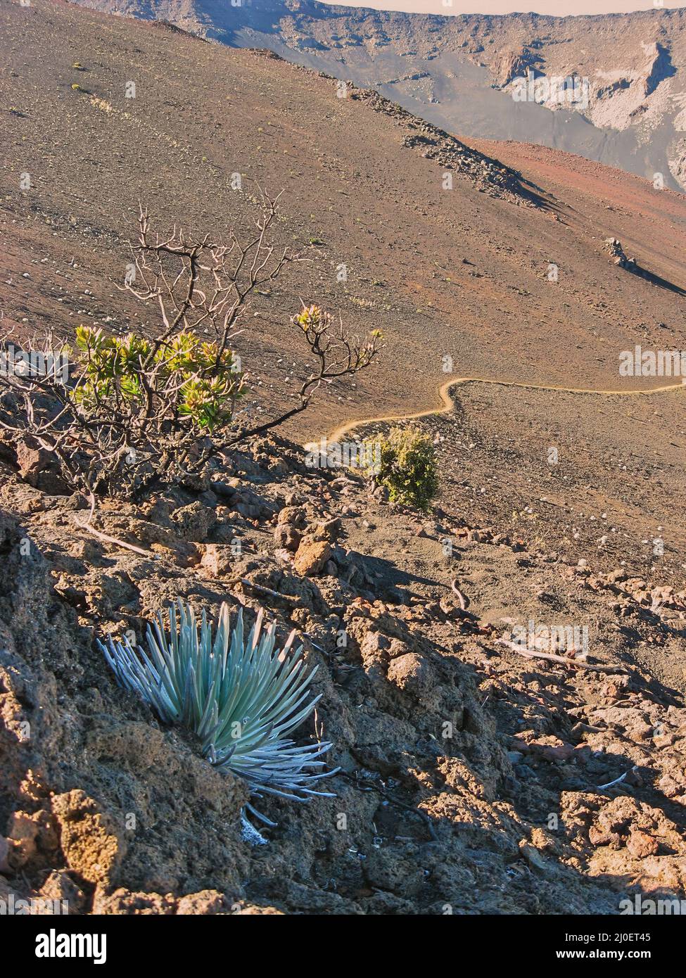 Haleakala Silversword with Hiking Trail in Background leading down from summit Stock Photo