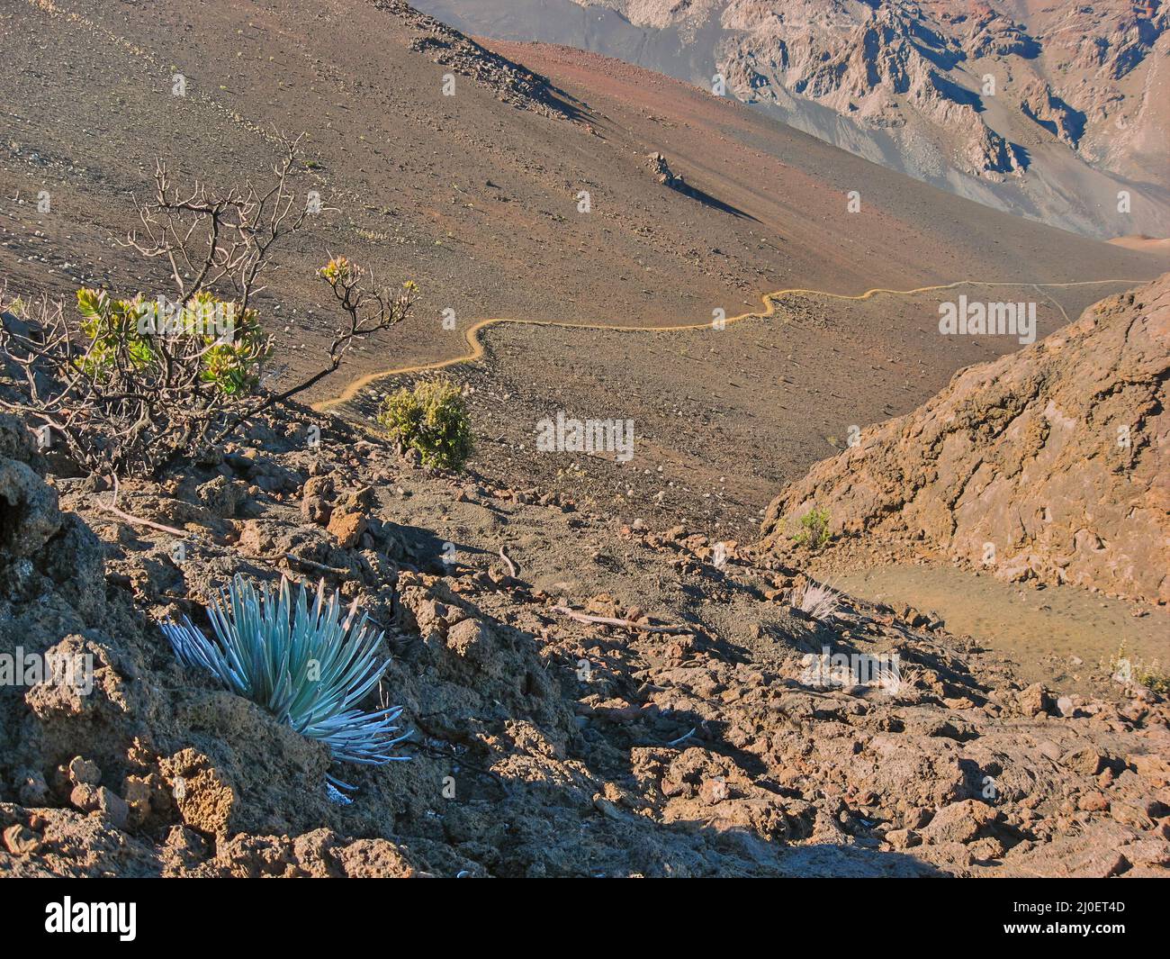 Haleakala Silversword with Hiking Trail in Background leading down from summit Stock Photo