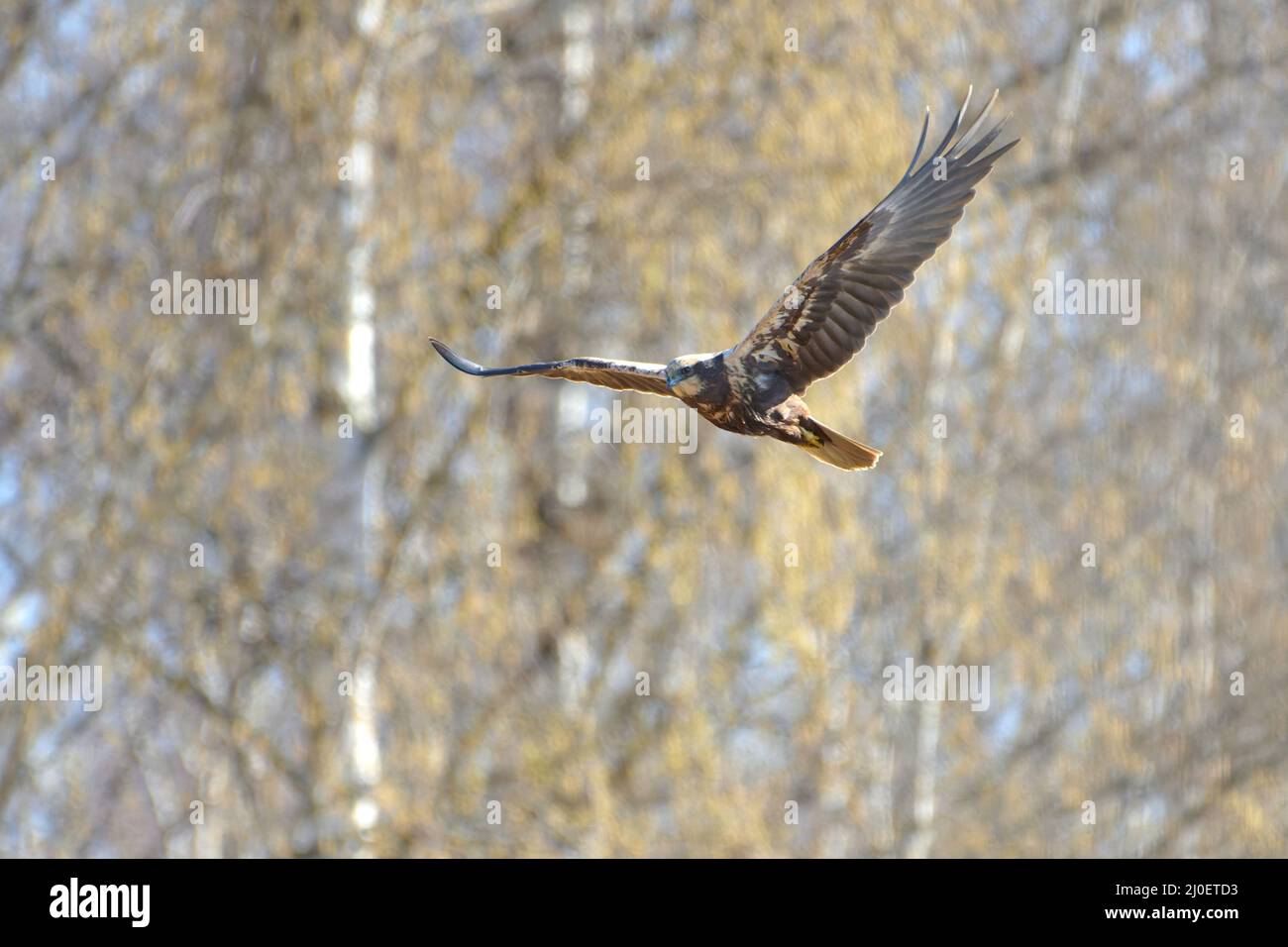 A female western marsh harrier flying in the birch tree forest on spring morning in Western Finland. Stock Photo