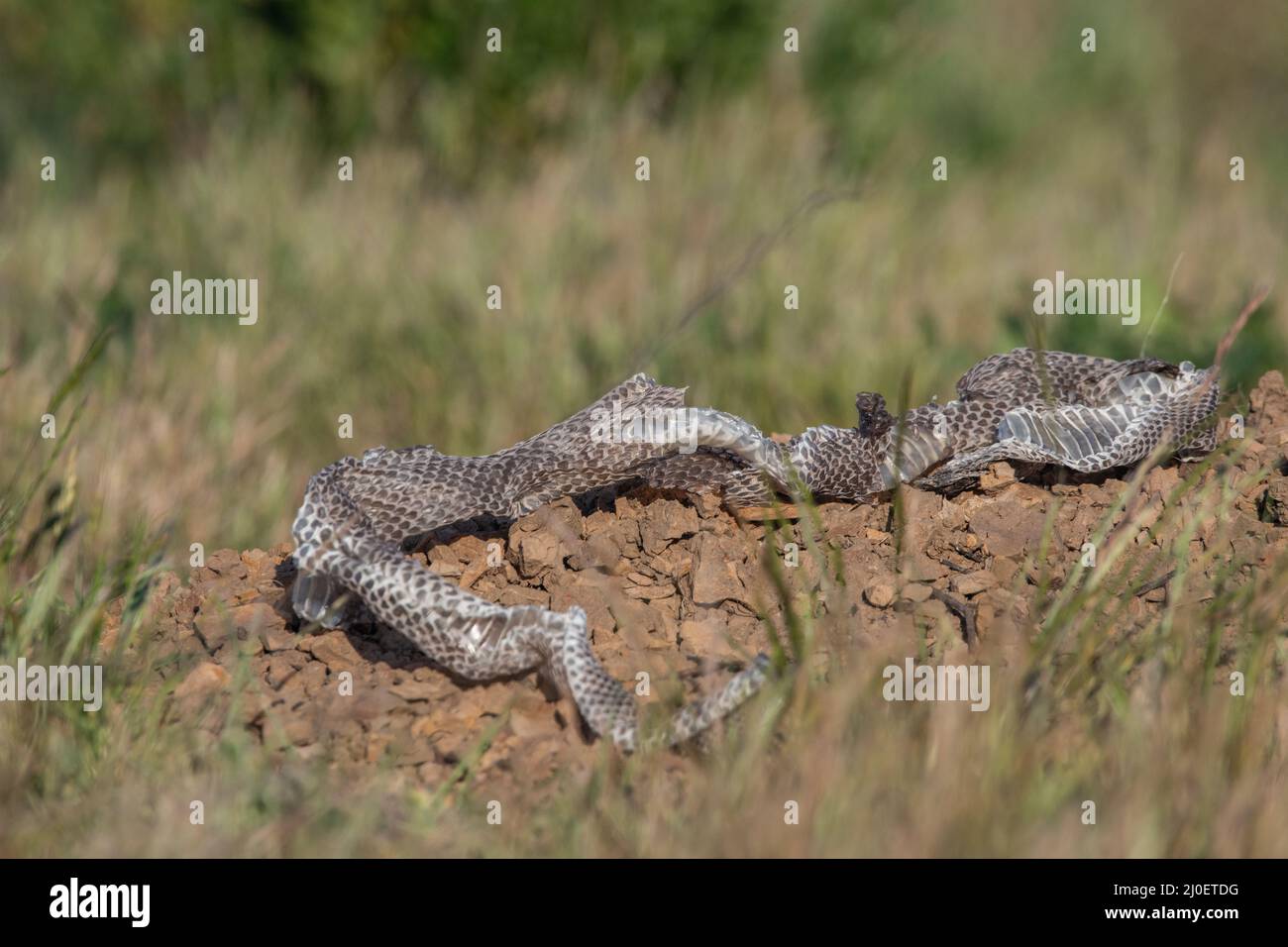 A shed snake skin in the East Bay near Berkeley and Oakland in California Stock Photo Alamy