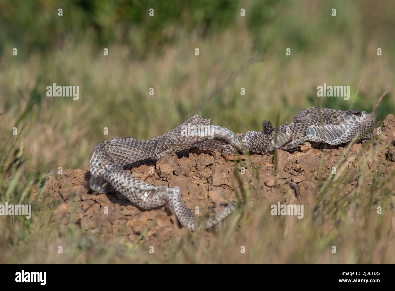 A shed snake skin in the East Bay near Berkeley and Oakland in California. Stock Photo