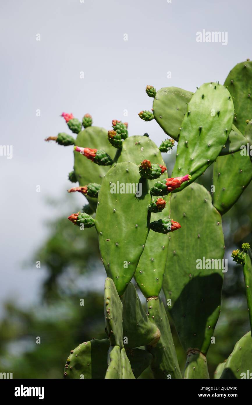 Opuntia cochenillifera (Also called Warm hand, nopal cactus) with a natural background. Opuntia cochenillifera is one of cactus species Stock Photo