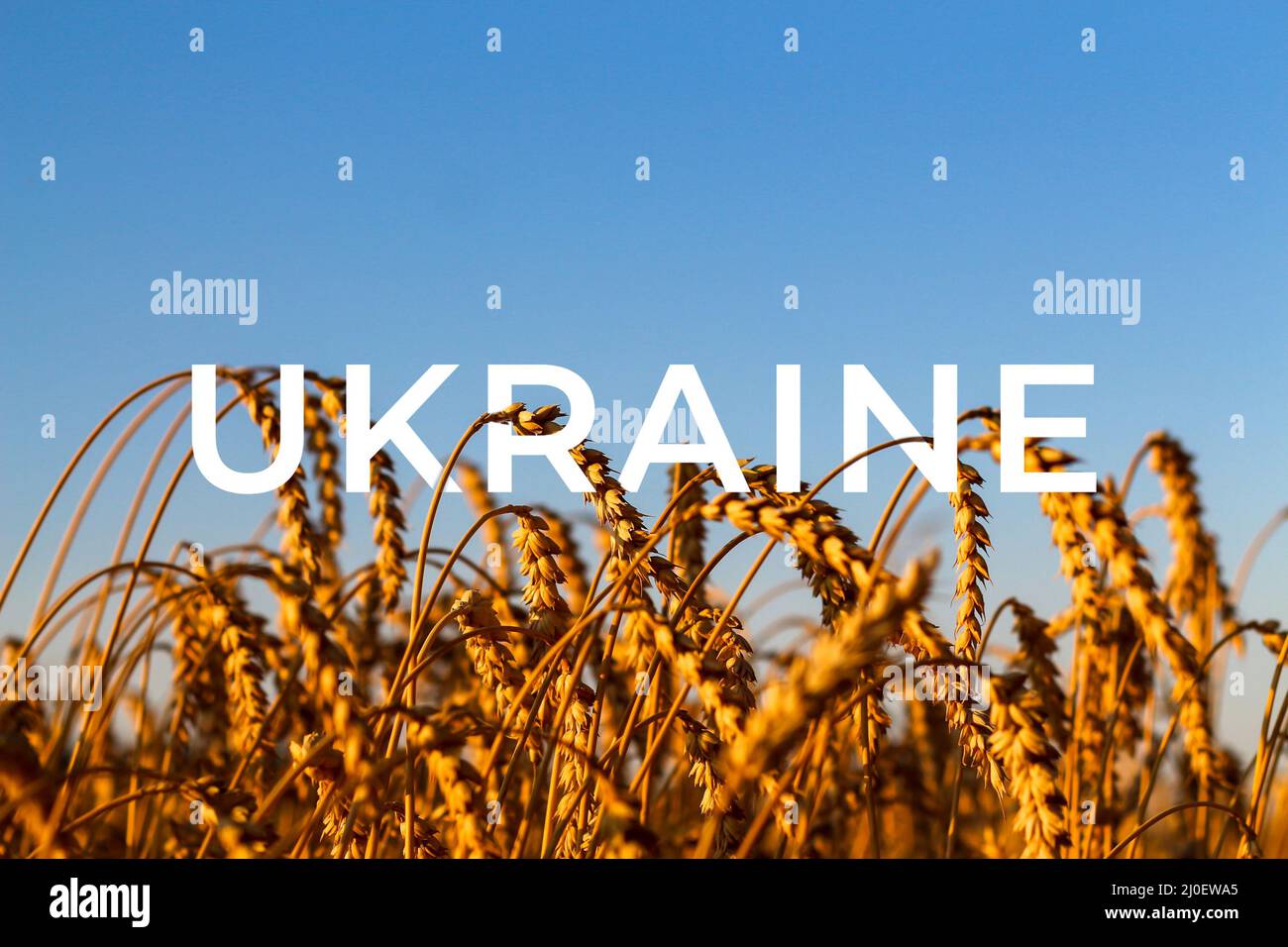 Ukraine war. Golden wheat field Against blue sky Wheat spike and blue sky close-up. a golden field. beautiful view. symbol of harvest and fertility Stock Photo