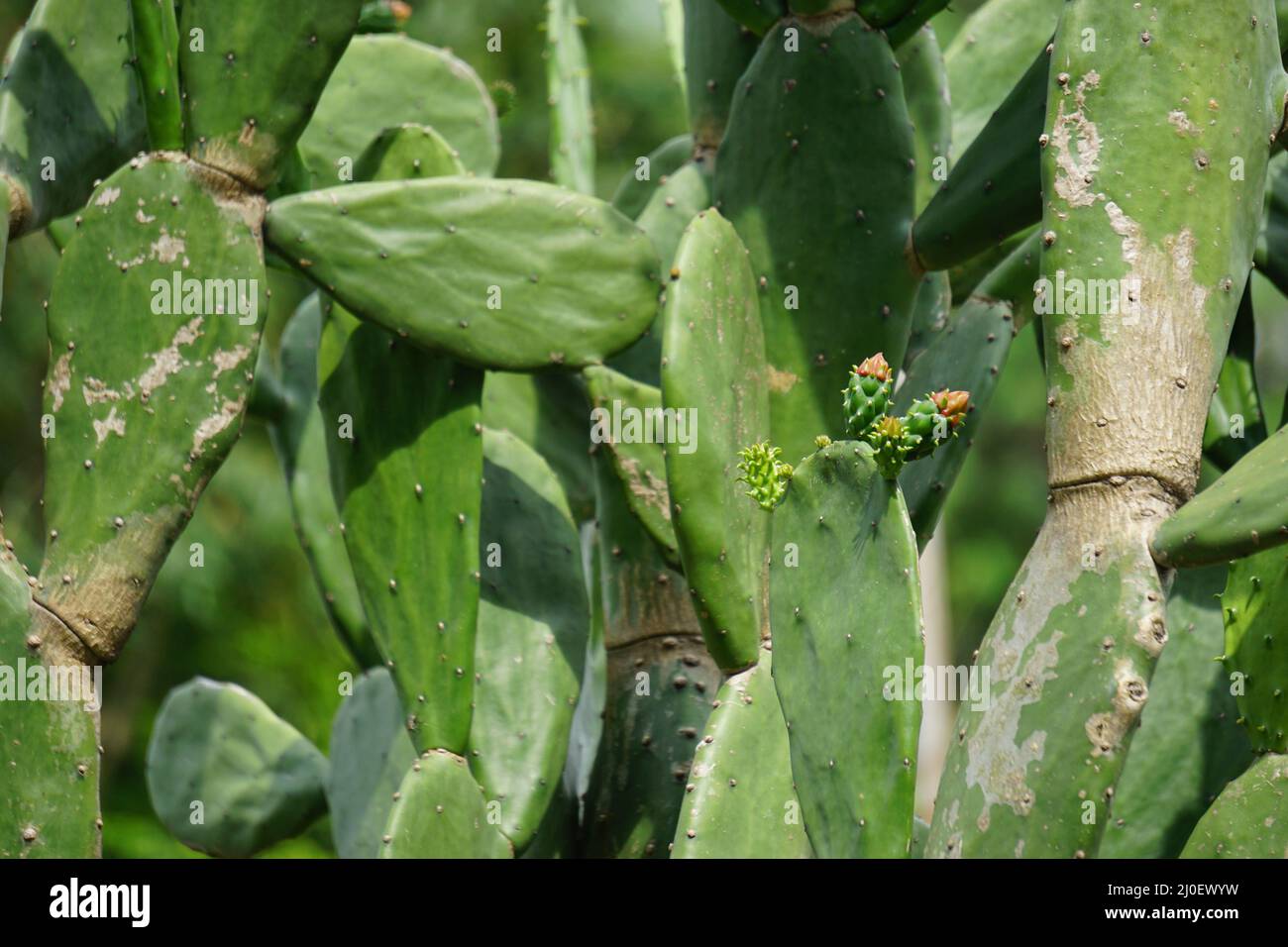 Opuntia cochenillifera (Also called Warm hand, nopal cactus) with a natural background. Opuntia cochenillifera is one of cactus species Stock Photo