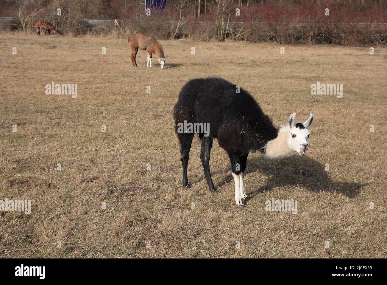 Grazing llamas Stock Photo