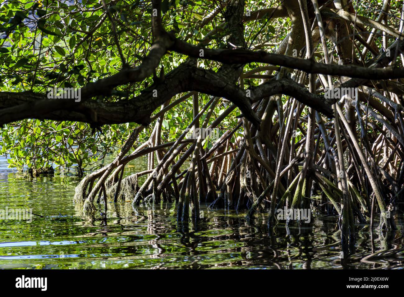 Dense mangrove vegetation over water Stock Photo