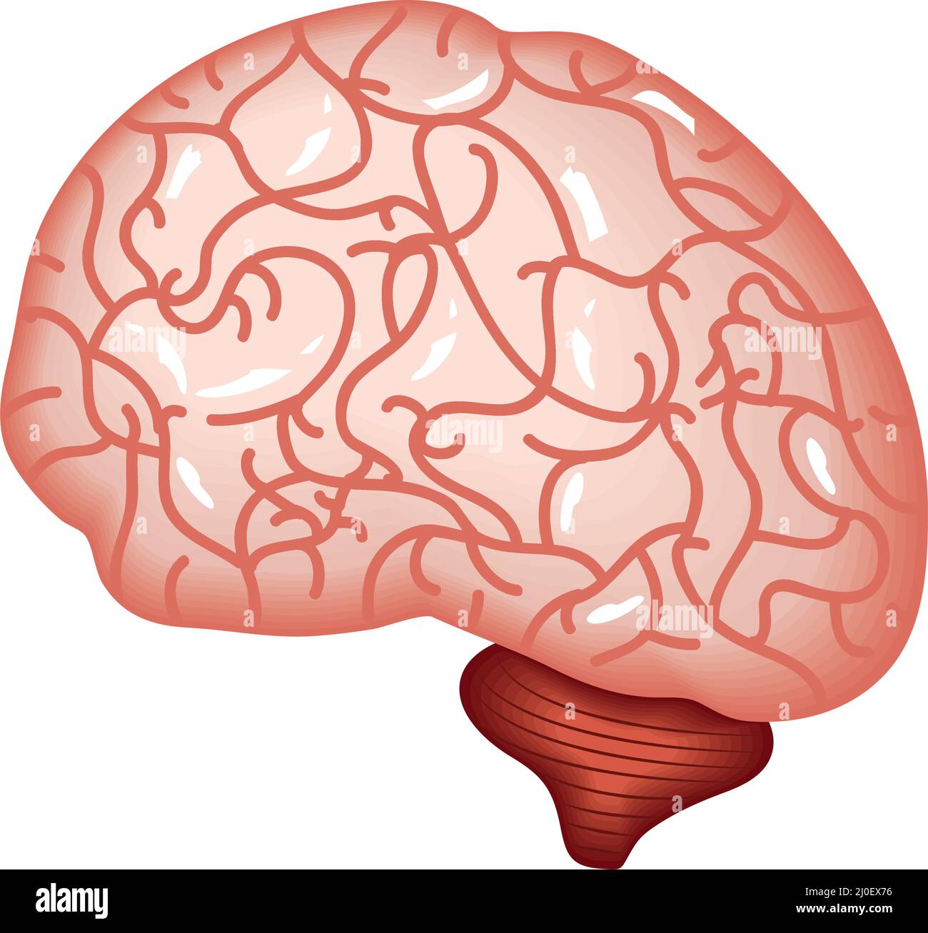 brain human organ Stock Vector Image & Art - Alamy