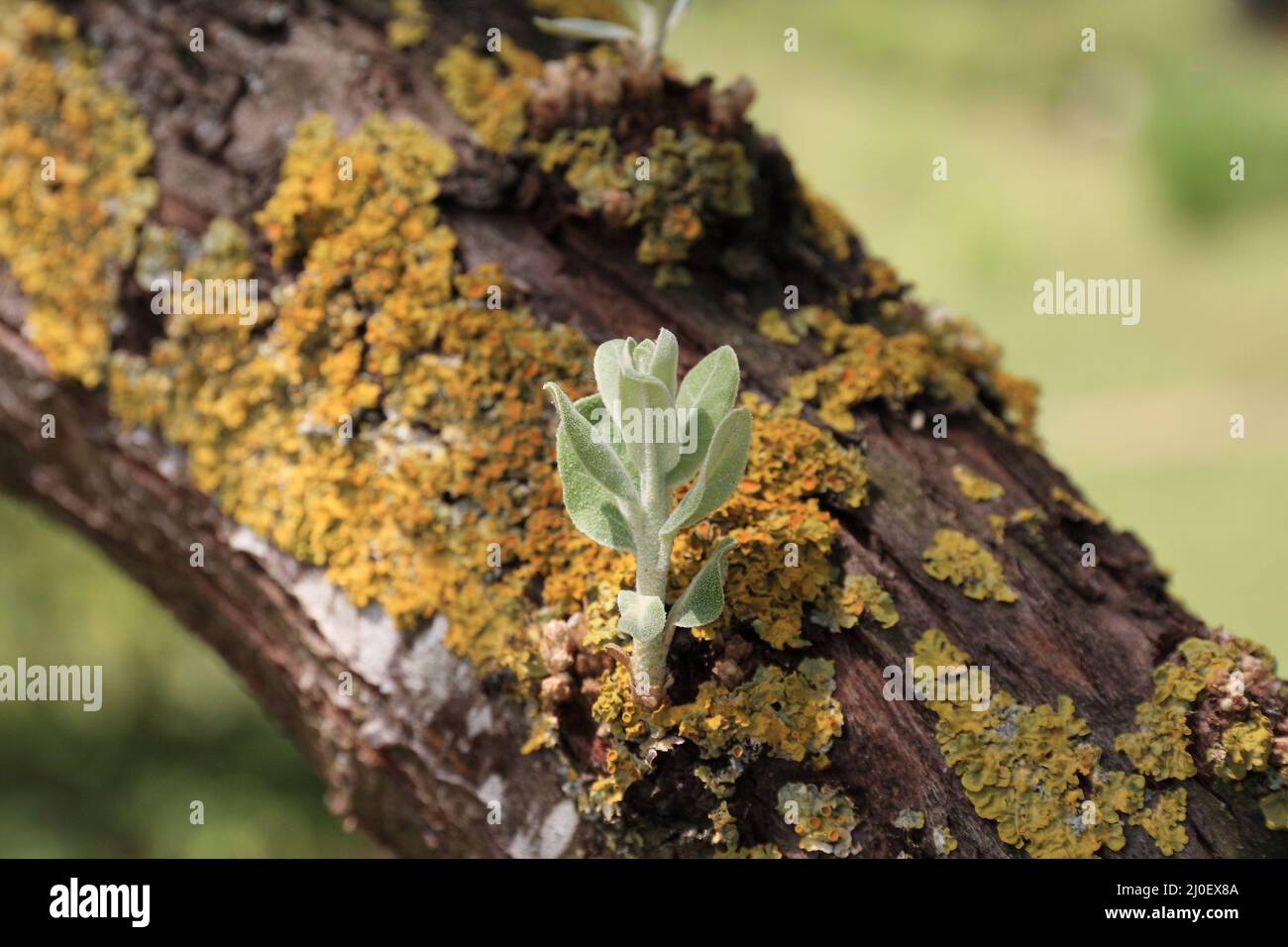 Leaf shoots on a tree Stock Photo