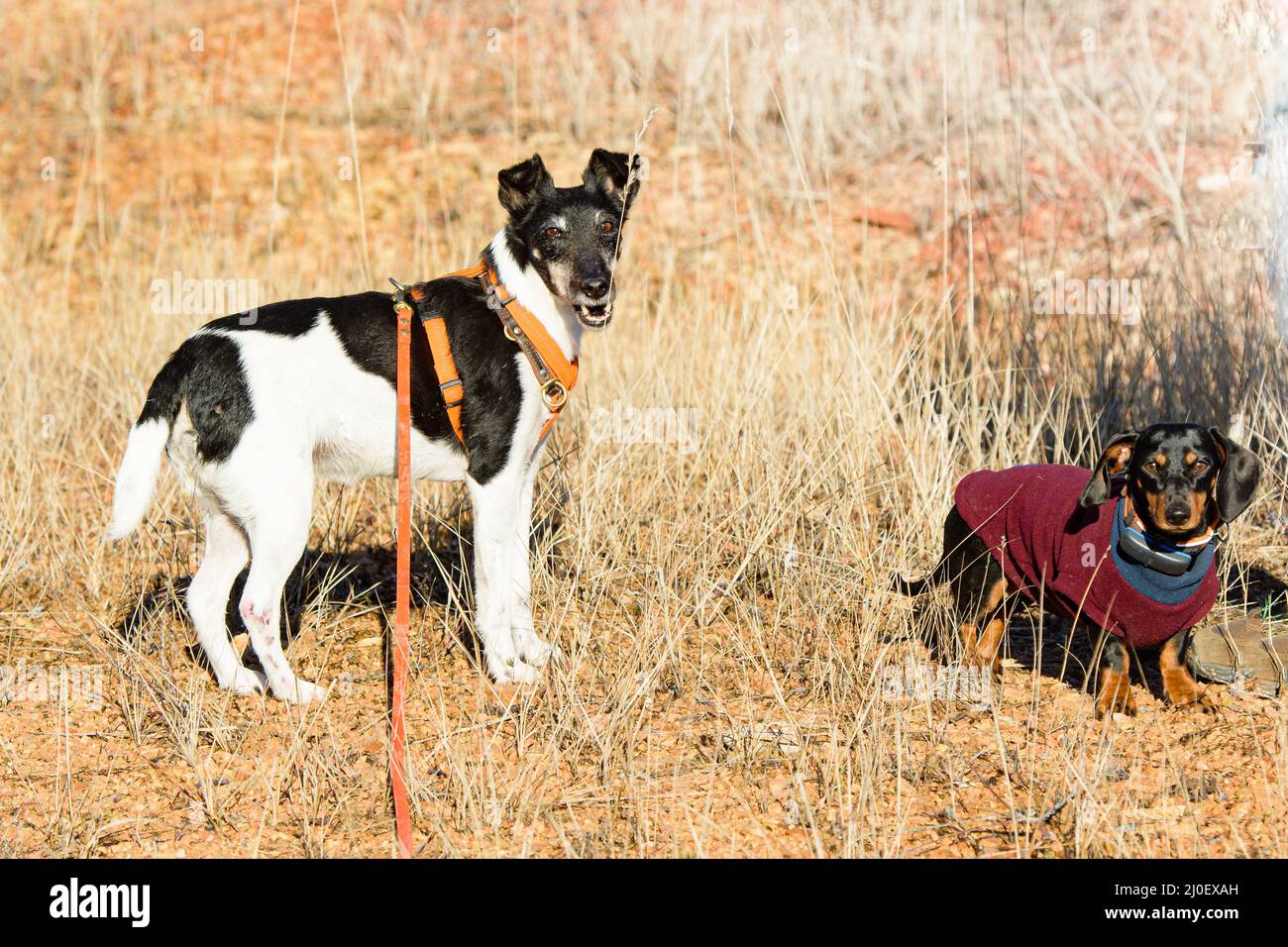 Small hunting dogs Stock Photo - Alamy
