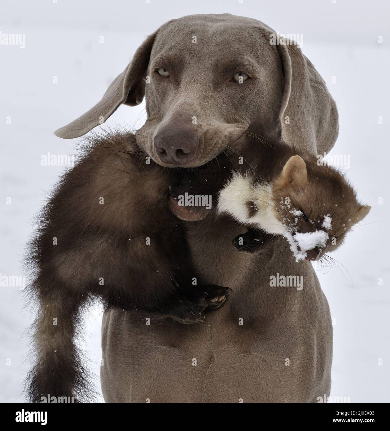Hunting-dog fetches marten Stock Photo
