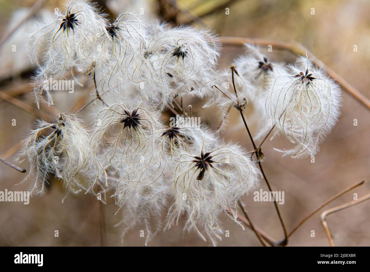 Seeds of Clematis Stock Photo Alamy