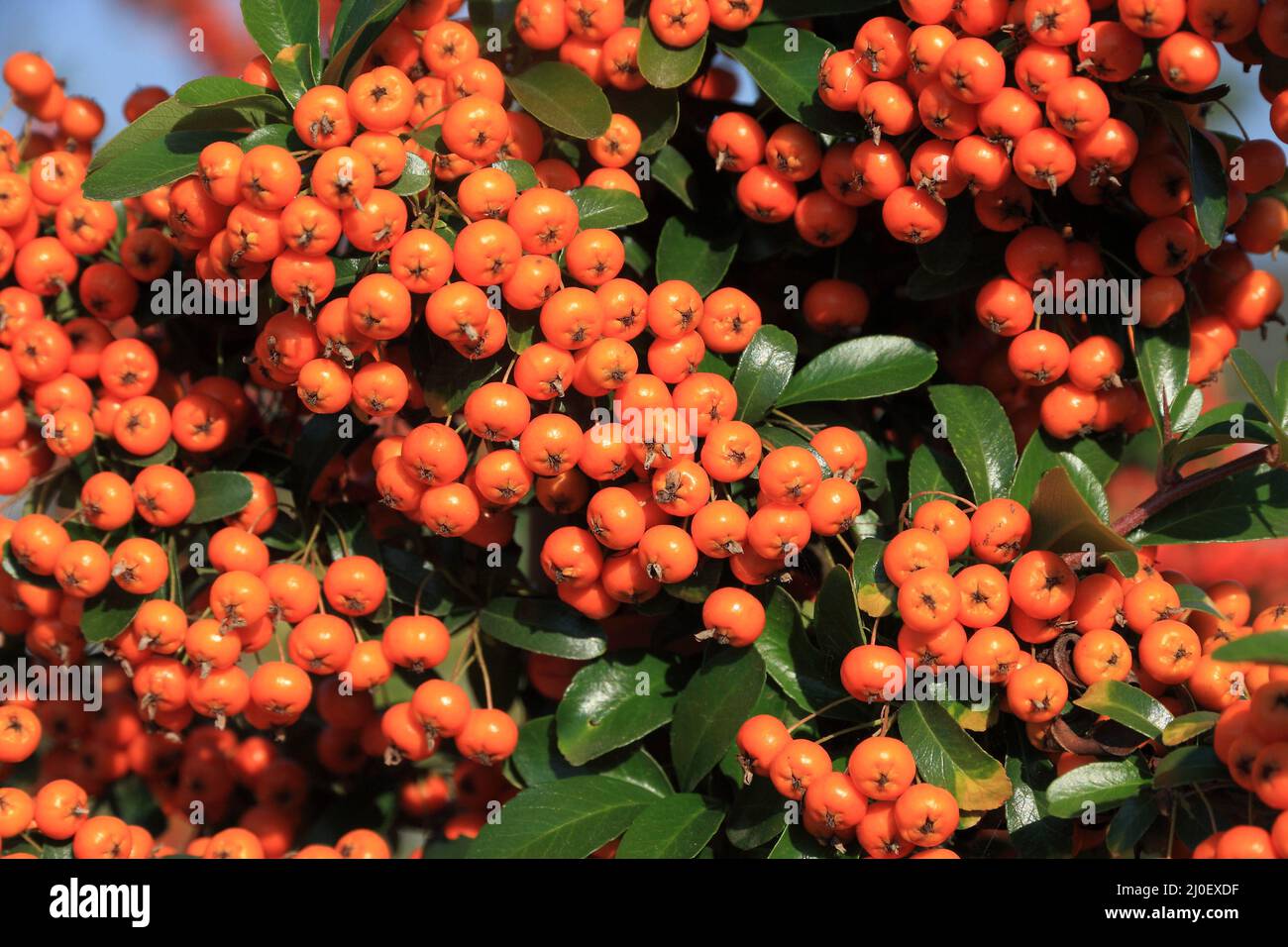 Sallow thorn berries full frame Stock Photo Alamy Sallow thorn berries full frame Stock Photo Alamy
