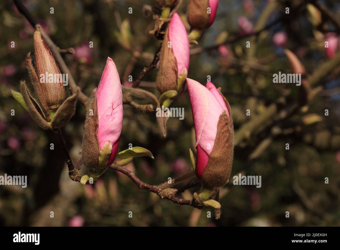 Pink magnolia buds Stock Photo - Alamy