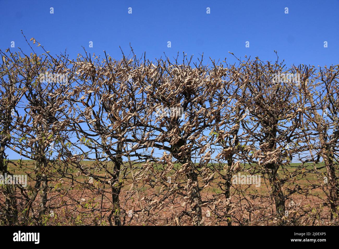 Dry beech hedge Stock Photo
