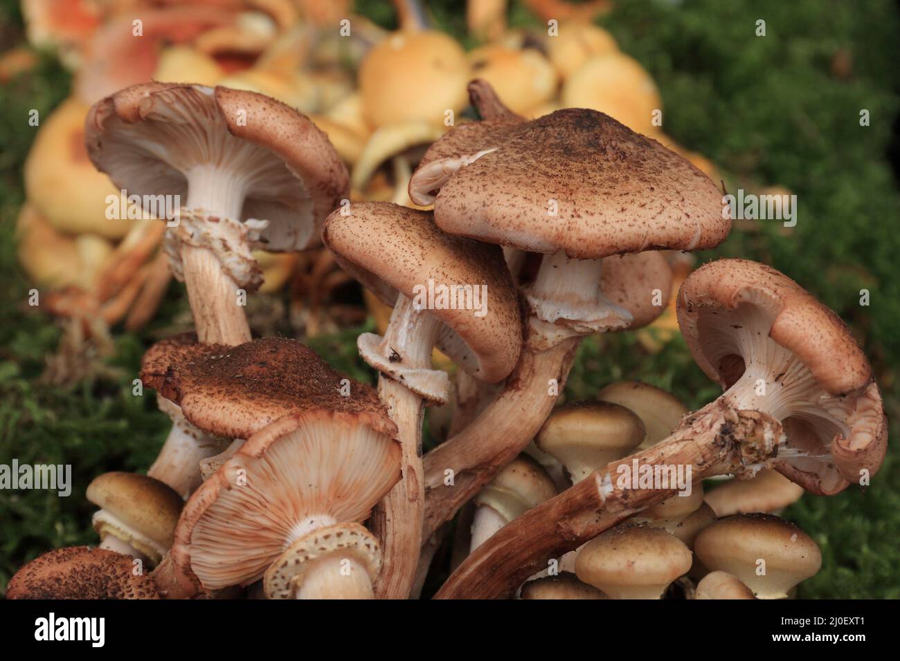 Armillaria bulbosa Stock Photo