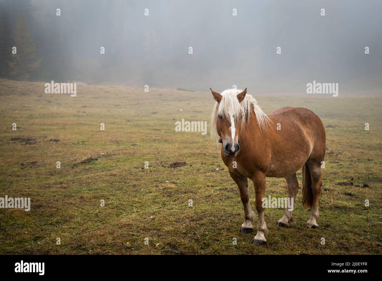 Portrait of a brown horse in the field Stock Photo - Alamy