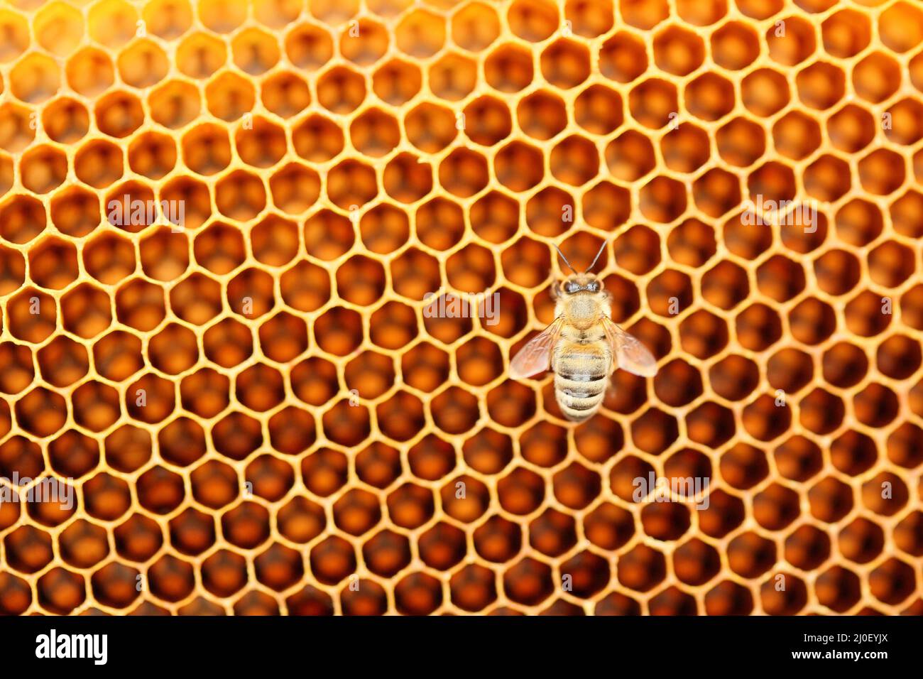 One honey bee Stock Photo