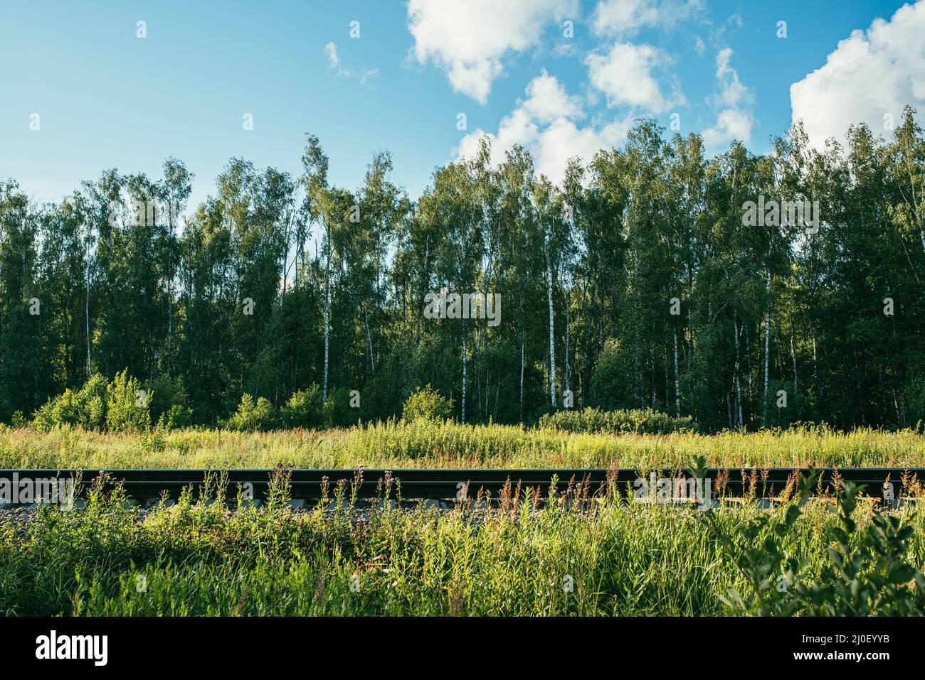 Railway on the background of a birch forest. Bright summer and Sunny day Stock Photo