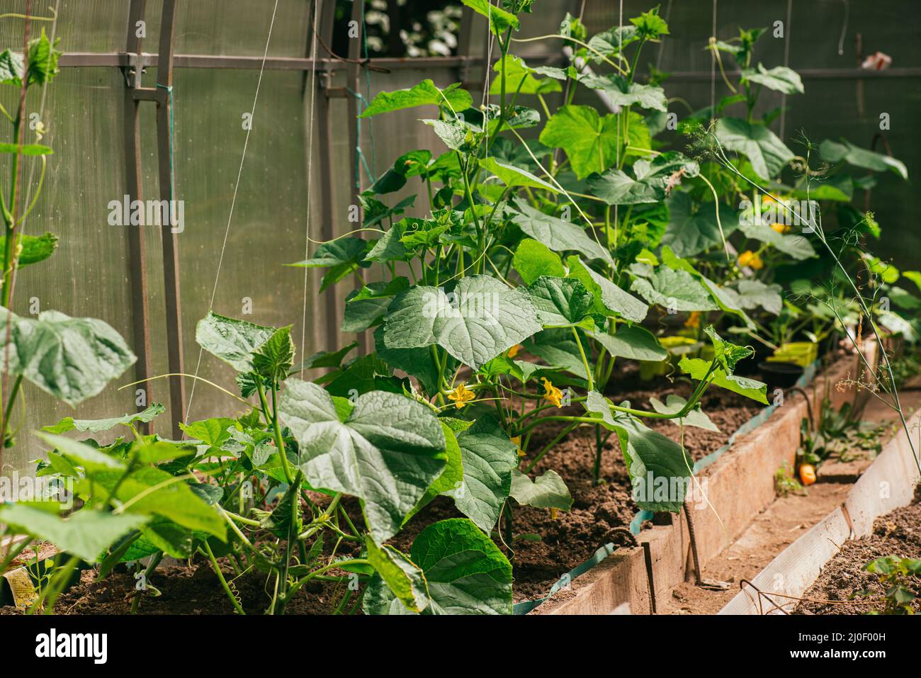 Young cucumbers in the greenhouse. The concept of isolation and subsistence farming Stock Photo