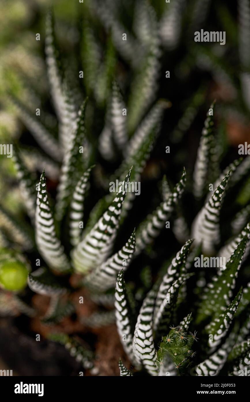 Close-up of a lush white striped aloe vera Stock Photo - Alamy