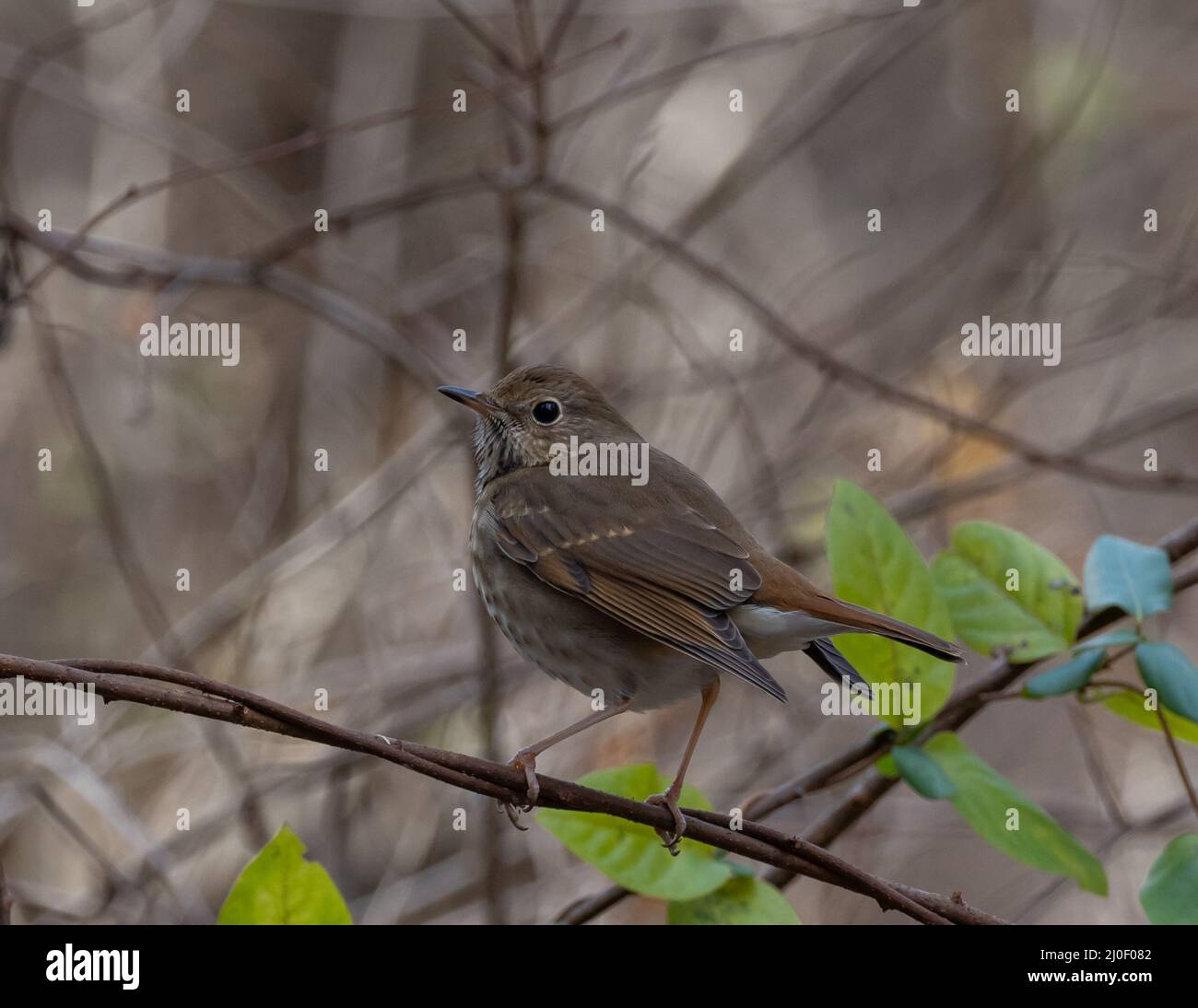 Hermit Thrush perched on branch Stock Photo