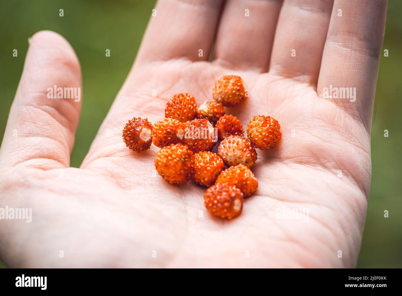 Closeup palm holds a handful of ripe wild strawberries. Vegan food concept. Carefree summer day. Selective focus macro shot with Stock Photo