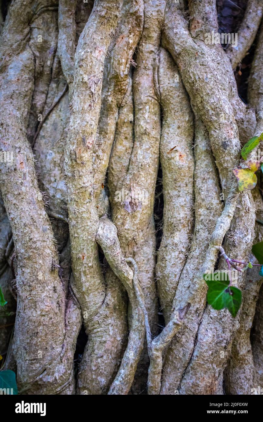 Twisted Tree Vines Background Stock Photo