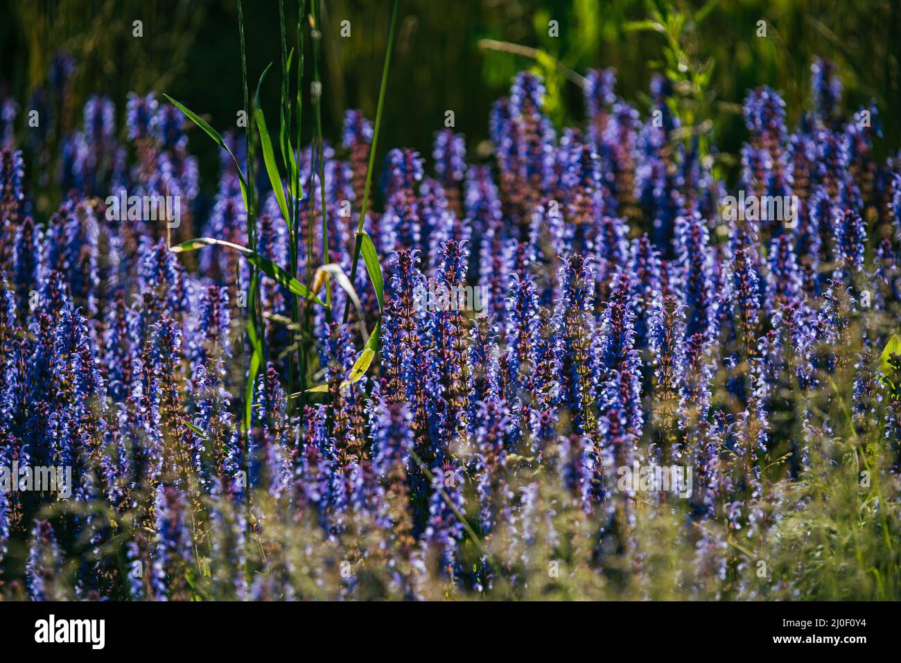 Blue lavender bushes illuminated by the evening summer sun in Zaryadye Park in Moscow. Selective focus macro shot with shallow D Stock Photo