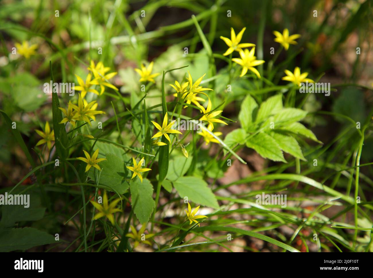 Yellow flowers of goose onions in spring Stock Photo