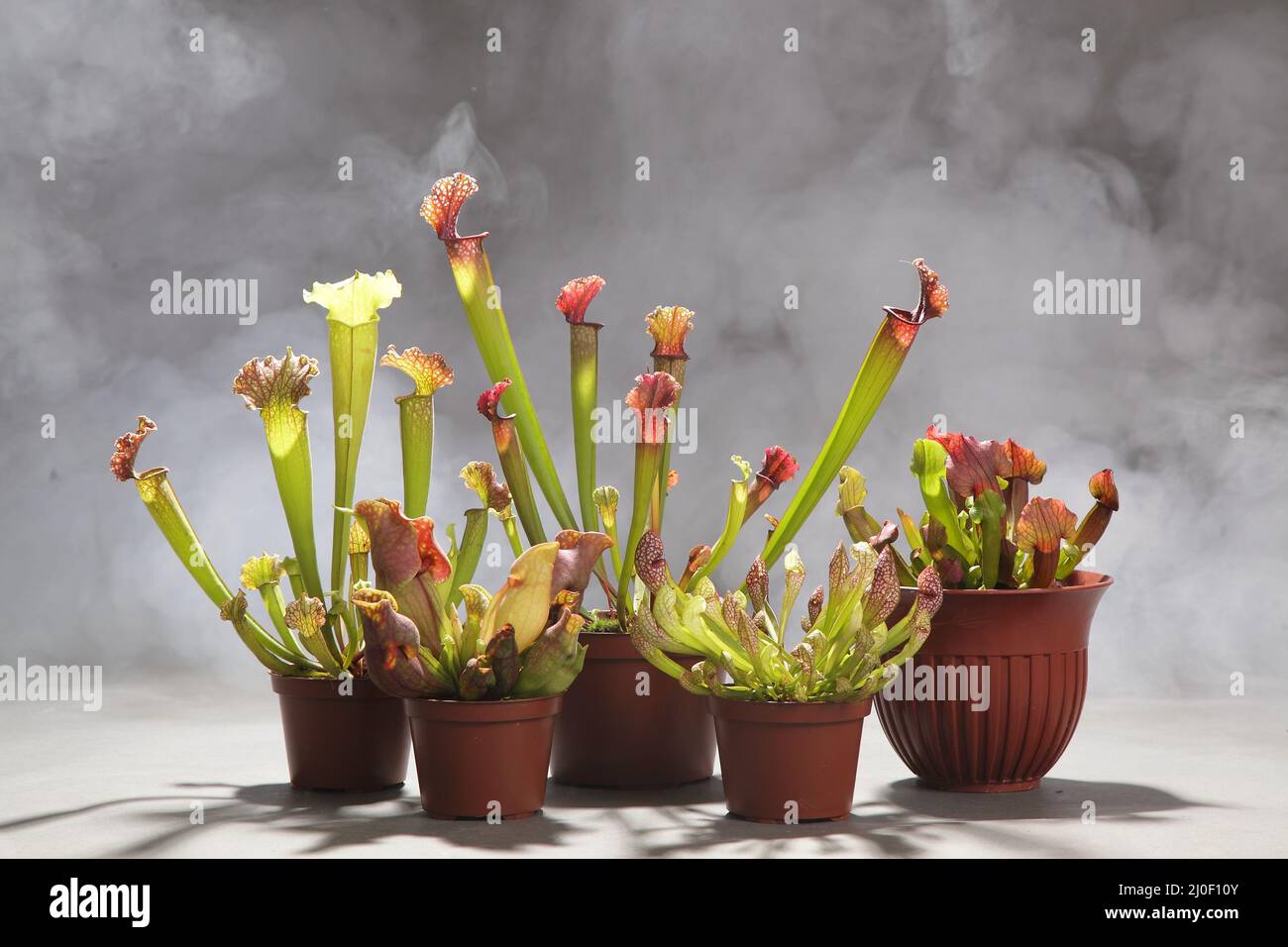 Purple sarracenia flower carnivorous plant that traps insects Stock