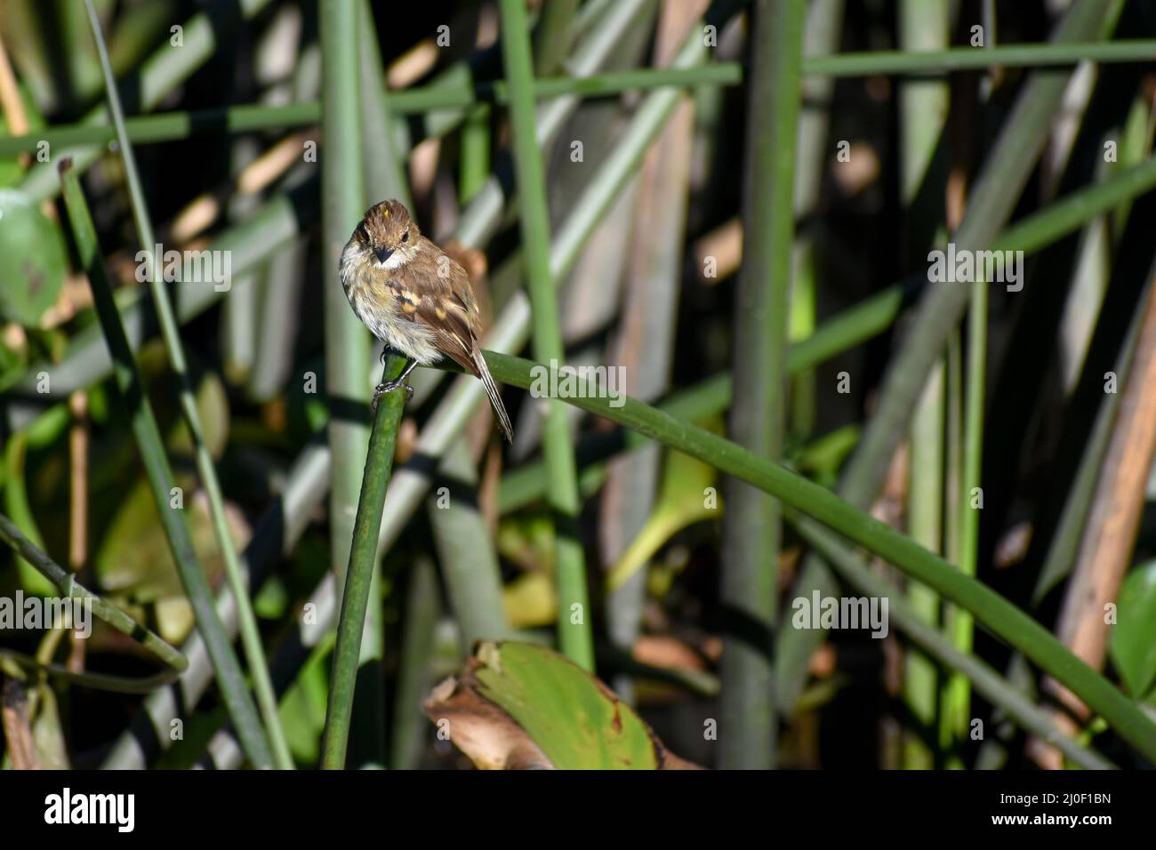 tiny bran-colored flycatcher (Myiophobus fasciatus) in between reed plants Stock Photo