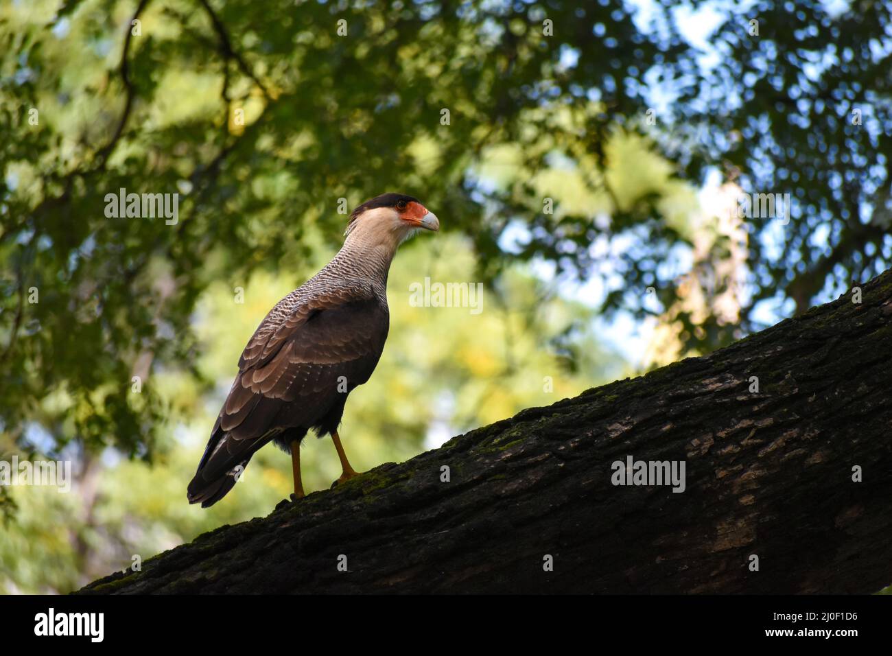 Southern Caracara (Caracara plancus) in a tree, seen in City of Buenos Aires, Argentina Stock Photo