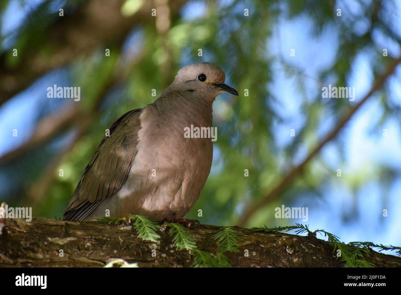 eared dove (Zenaida auriculata) in a tree in Buenos Aires city Stock Photo