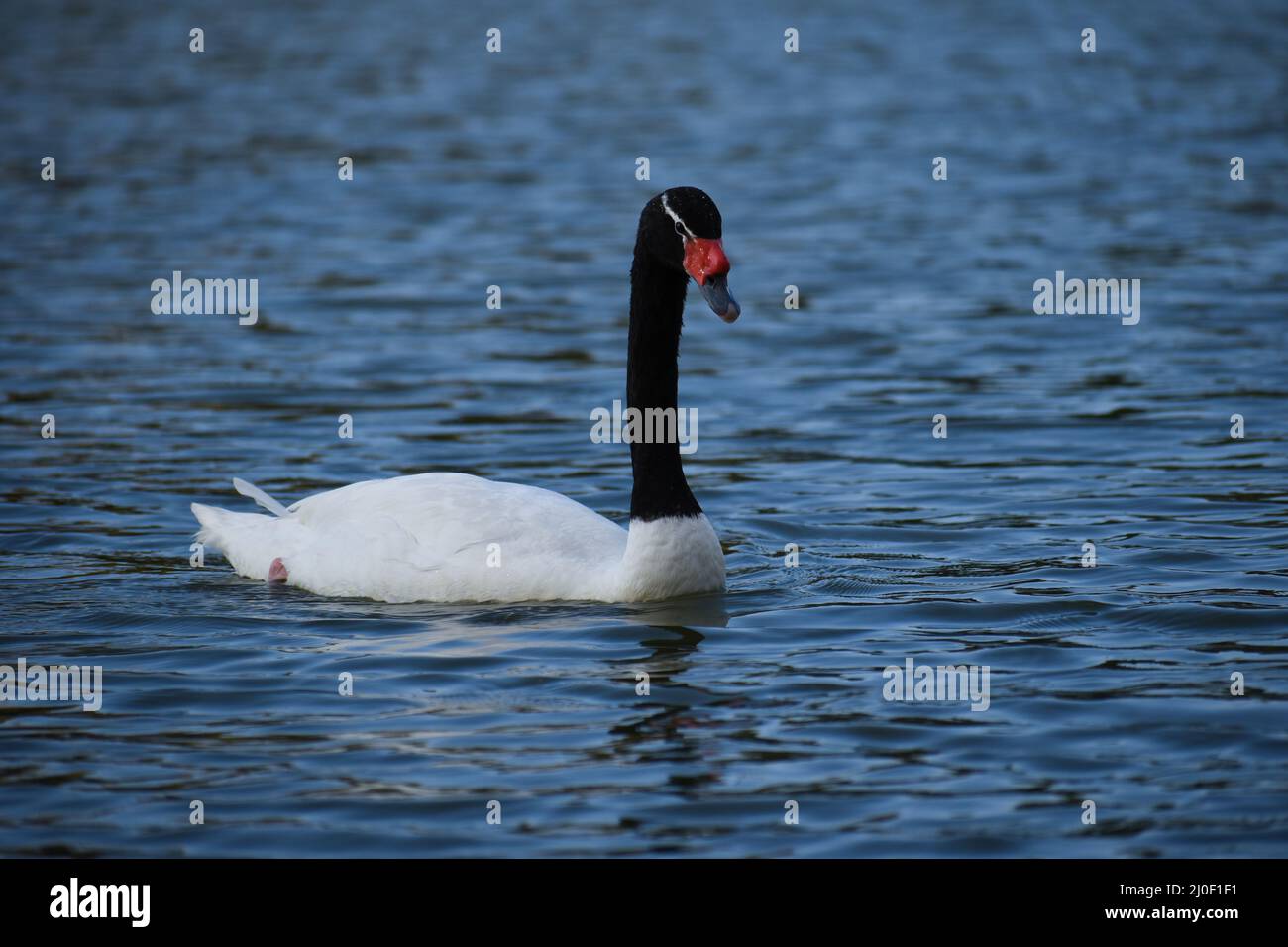 black-necked swan (Cygnus melancoryphus) in a public park in Buenos Aires Stock Photo