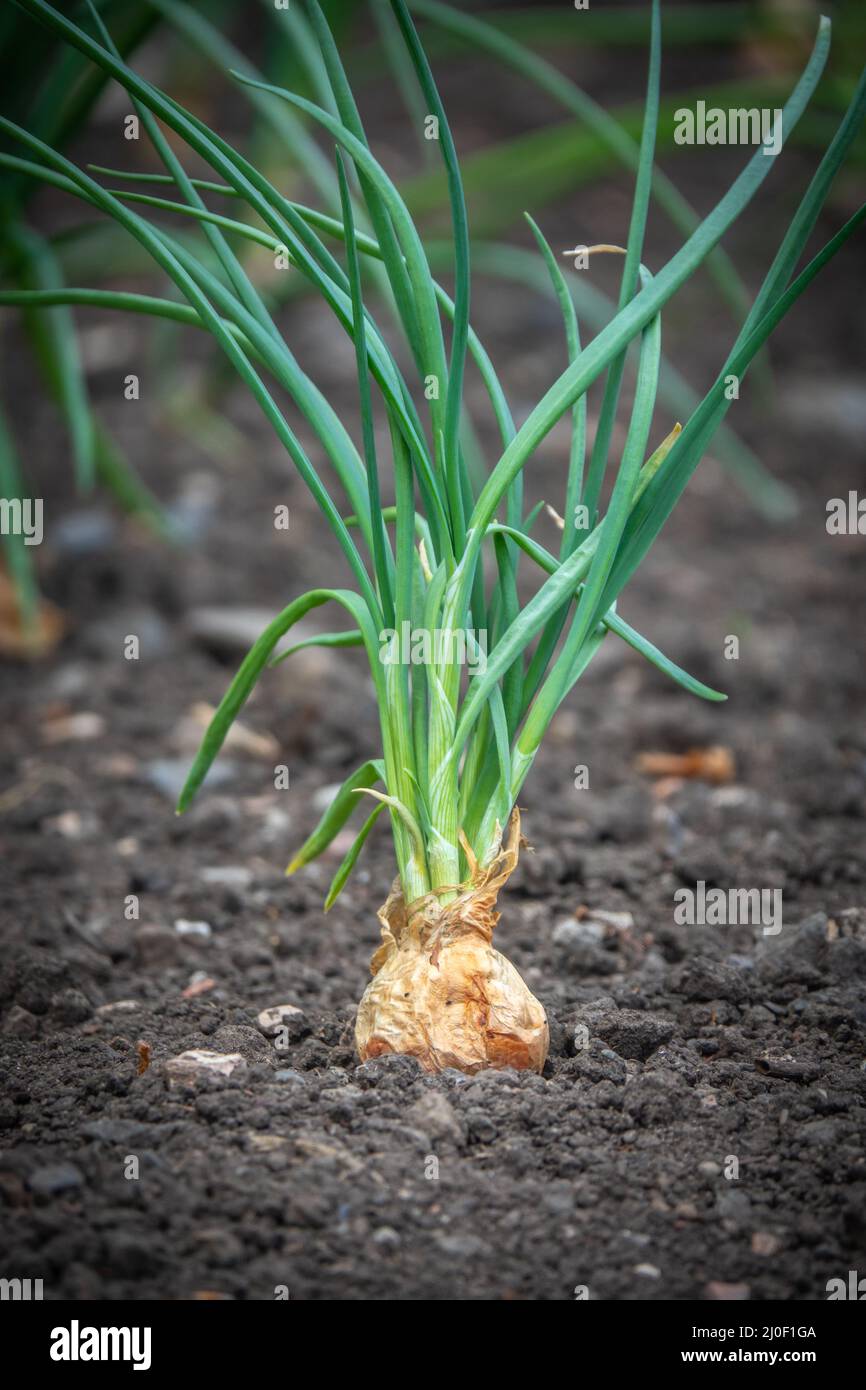 Shallot Onion Growing Stock Photo Alamy