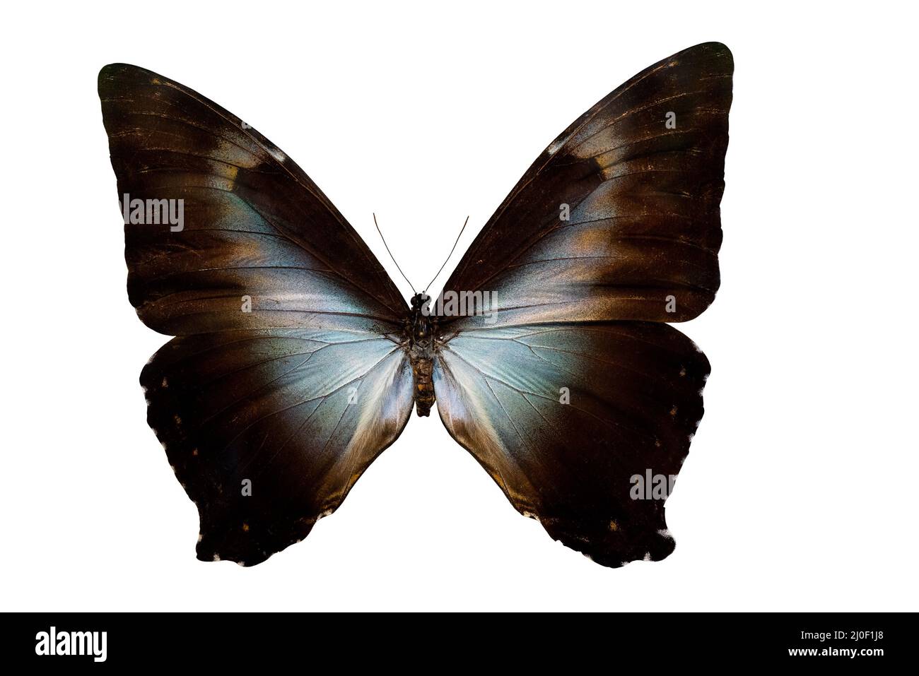 Morpho butterfly Neotropic butterfly. Wings and antennae of a flying insect. The world of wildlife. Stock Photo