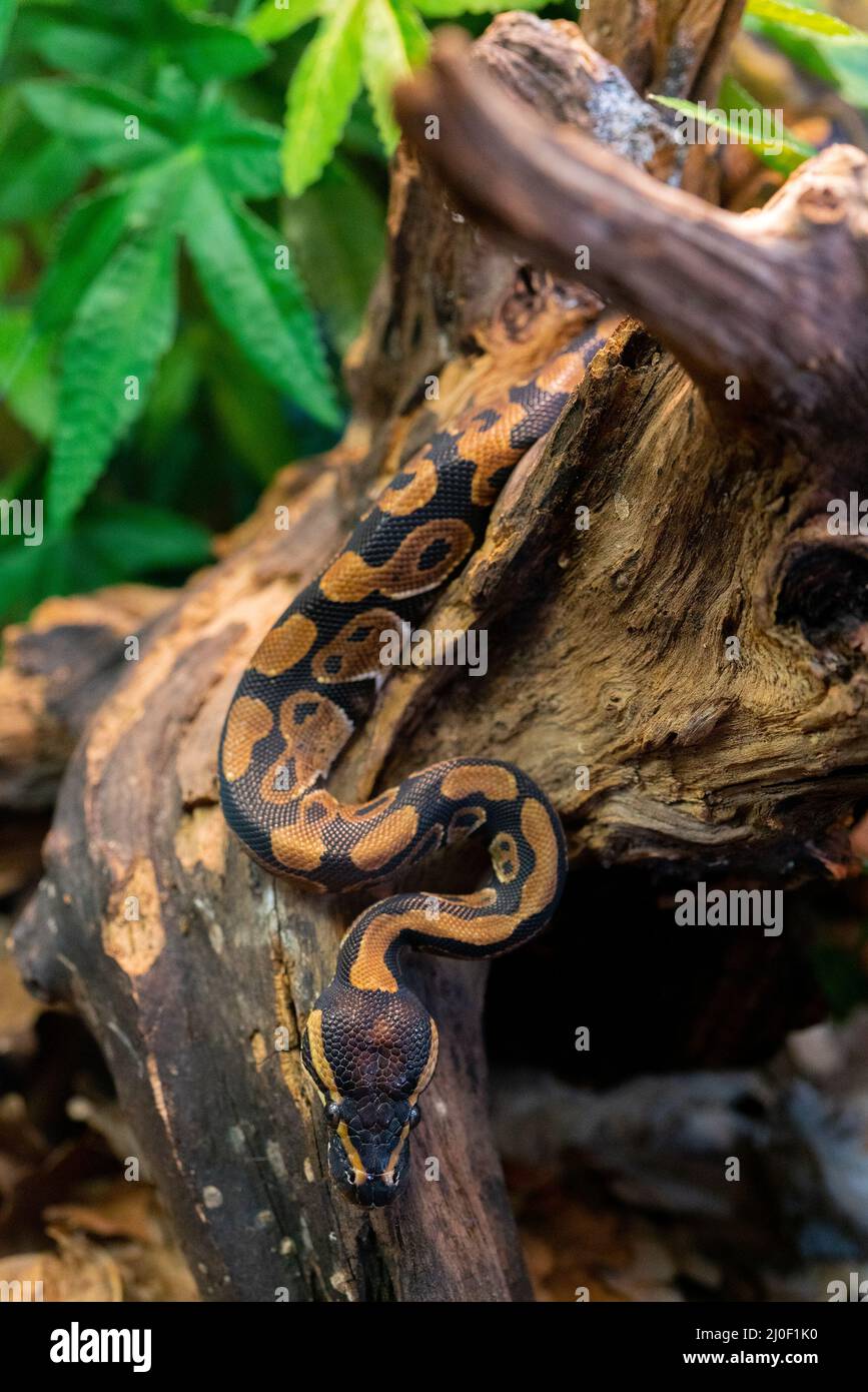 Young python on tree in jungle. Big dangerous snake. Fauna of nature. Stock Photo