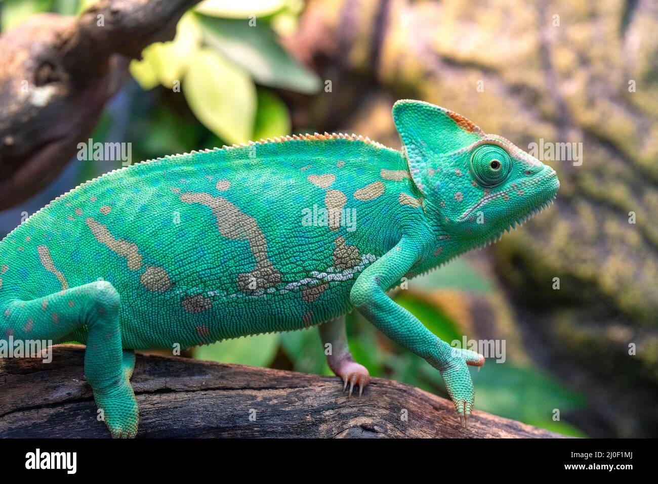 Young green chameleon. Natural habitat. Cute pet. Fauna of nature. Stock Photo